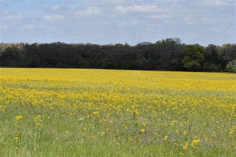 Field Of Yellow Wild Flowers In South Texas Stock Image Image Of