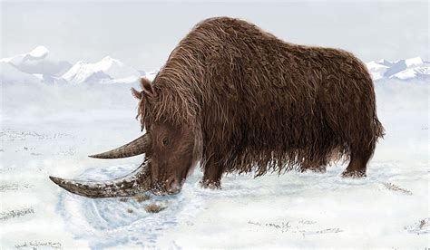 Well Preserved Woolly Rhino Is Examined Polarjournal