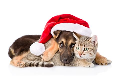 Cute Merry Christmas Wallpaper Cats And Dogs Best Cars Wallpapers