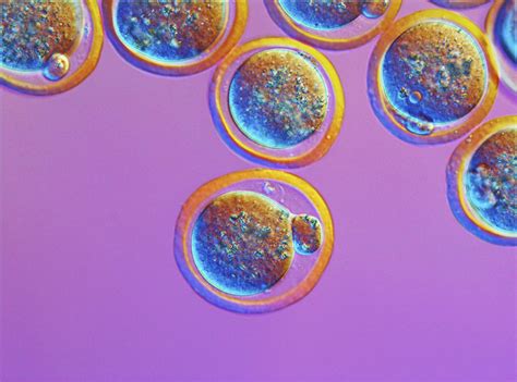 Science, technology, engineering and mathematics. Artificial embryos made from stem cells could shed light ...