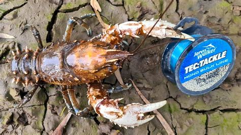 How To Catch Crayfish With Meat And String Youtube