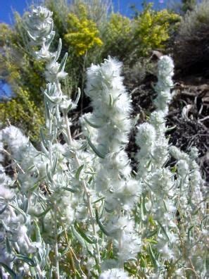 The idea is that choosing plants of lighter shades will reflect the light of the moon and stand out against the dark night sky. Winterfat | Small shrubs, Moon garden, Planting flowers
