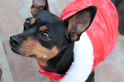 Chase Min Pin Mix Main Medical Animals In Need Dog Rescue