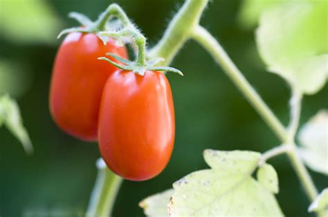 20 Determinate Tomato Varieties To Grow In Your Garden