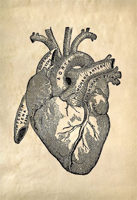 Vintage Anatomy Print Reproduction Poster Beating Human Heart