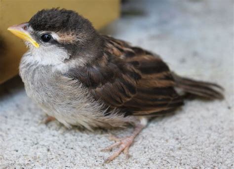 Identifying House Sparrow Eggs Daily Birder
