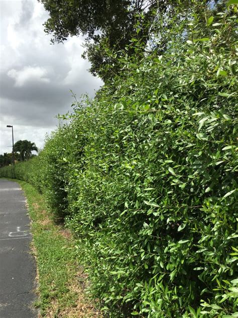 Florida Privet A Superb Addition To The Home Attracting Wildlife