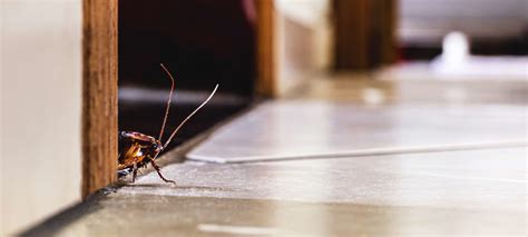 Top Five Cockroach Hiding Places In Your Home Or Business