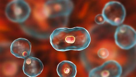 Stages Of Mitosis Cell Division Sciencing