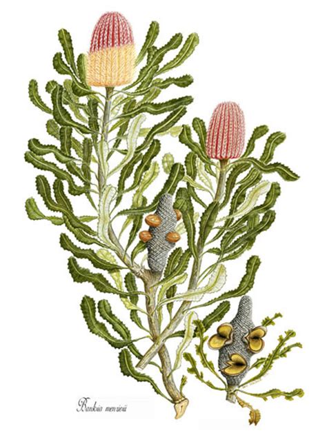 A beautiful flower always makes us smile. Banksia menziesii - Australian Botanical Illustration ...