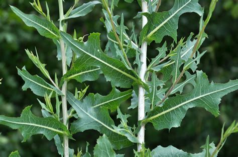 Wild Lettuce A Prickly Weed With Dreamy Plant Medicine The Back