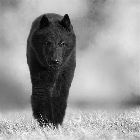 Belgian shepherd, belgian groenendael, chien de berger belge. Belgian Sheepdog Groenendael Puppy Photograph by Wolf ...