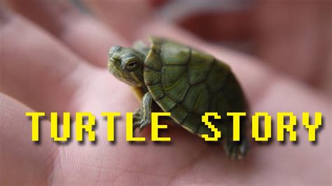 Turtle Story Youtube