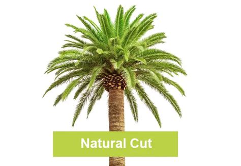 Expert Advice How To Prune A Palm Tree With Pictures