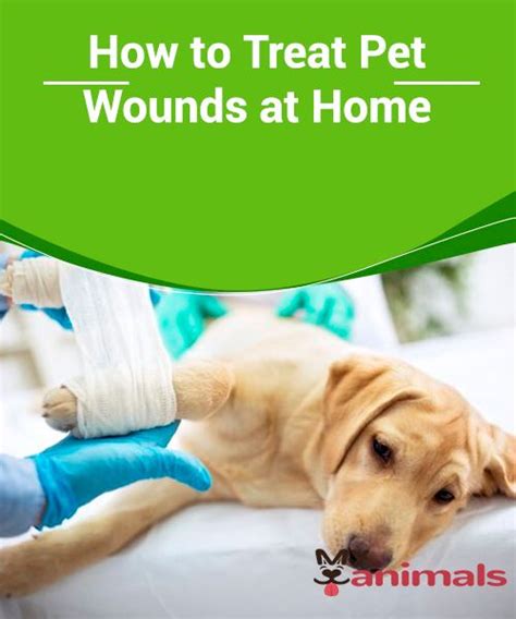 How To Treat Pet Wounds At Home No Matter Where Your Pet Goes He Is