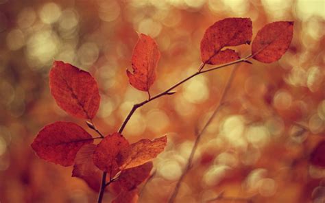 Fond Décran Lumière Du Soleil Feuilles La Nature Rouge Macro