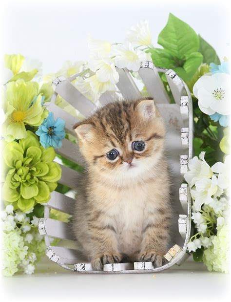 Know of cool products for exotics? Exotic Short Hair Persian Kittens | Exotic Shorthair ...