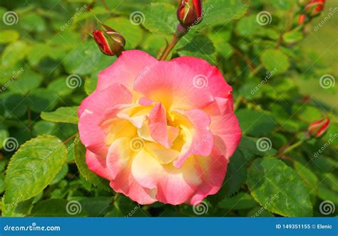 Beautiful Single Rose Flower With Buds On Green Leaves Background In