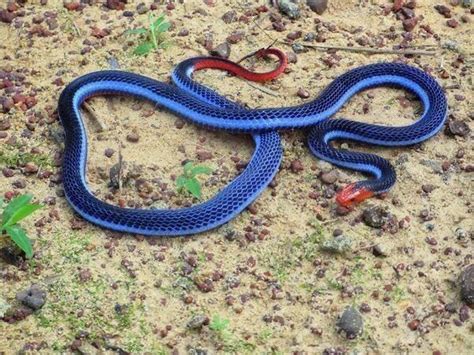 Ular Pantai Biru Malaysian Blue Coral Snake A Rare But Highly