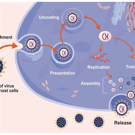 Mechanism Of Virus Entry And Replication In Host Cells Download