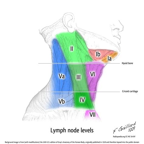 Lymph Node Levels Illustration Image