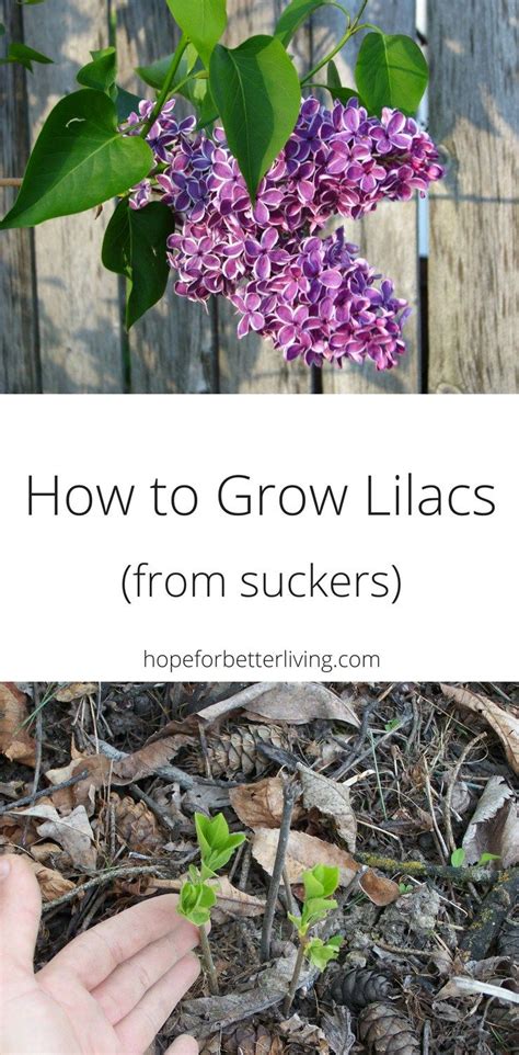 How To Grow Lilacs From Suckers Lilac Plant Beautiful Flowers Garden