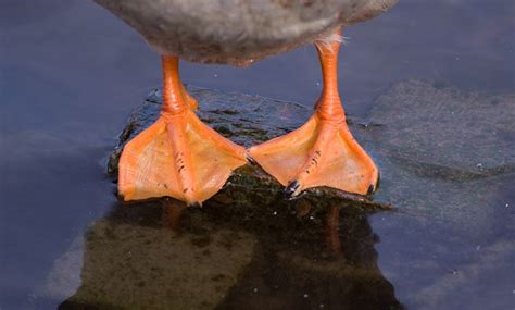 Why Do Some Birds Have Webbed Feet The Surprising Answer Optics Mag
