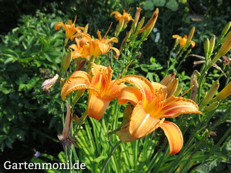 Einer der ältesten kultivierten die lilie wird seit mindestens 3000 wie viele andere wildpflanzen können lilienarten schwer in den kultivierten garten übertragen werden. Verschiedene Lilien im Garten - Gartenmoni - Altes Wissen ...