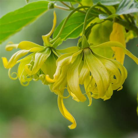 Earthroma's ylang ylang essential oil is popular with massage therapists and for uses in aromatherapy. Ylang Ylang Complete Organic Essential Oil | Florihana