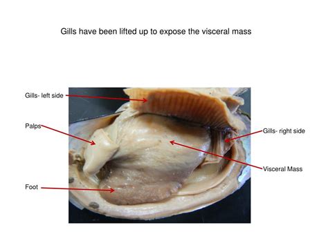 Ppt Dissection Of A Clam Powerpoint Presentation Free Download Id