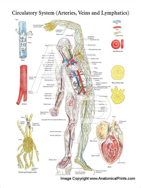 Lymphatic Circulation Poster Circulatory System Anatomy Lymphatic