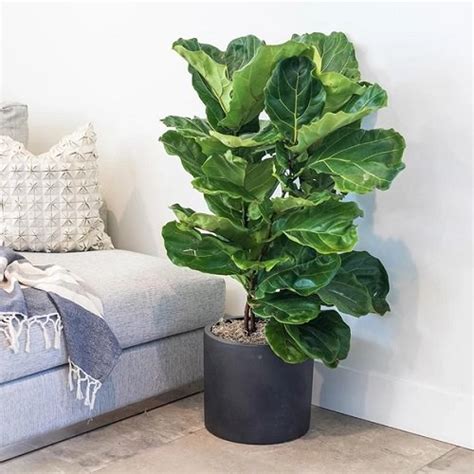 22 Best Large Indoor Plants Tall Houseplants India Gardening