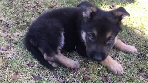 Click here for german shepherd puppies for sale. German Shepherd Puppy First Day in a New Home - YouTube