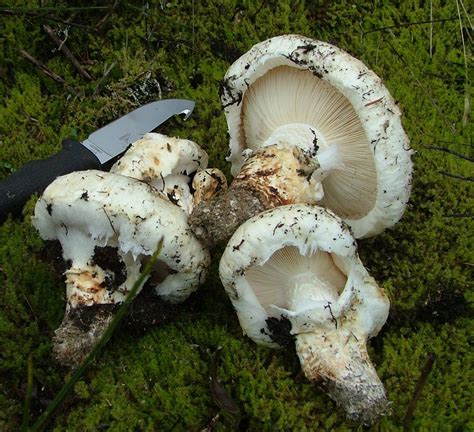 Pine Mushroom Tricholoma Magnivelare Vancouver Mycological Society