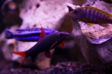 Essential Guides To Breeding Rainbow Sharks