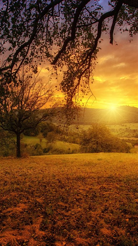 2160x3840 Tree Sun Aesthetic Dawn Landscape Panorama Sony Xperia Xxz