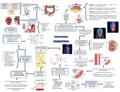 Mapa De La Fisiología Del Aparato Digestivo Esquemas Y Mapas