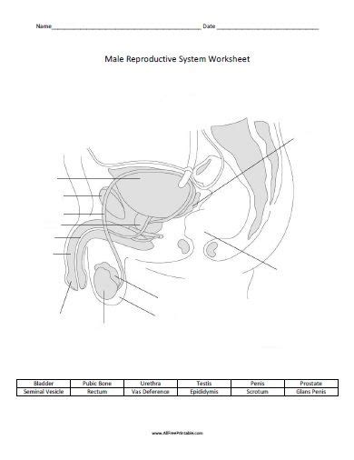 Free Printable Male Reproductive System Worksheet Reproductive System