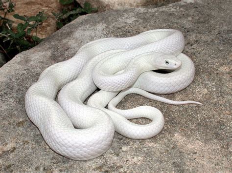 Se England White Snake Leucistic Rat Blizzard Corn Etc Reptile