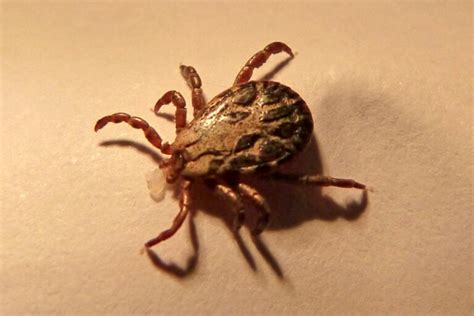 10 Types Of Ticks In Georgia With Pictures House Grail