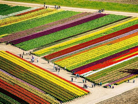 The impressive botanical gardens around the world (P.4) - Noordoostpolder: The radient tulip ...