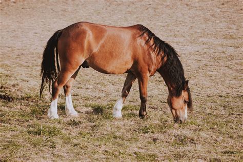 Horse Brown Horse Eating Grass During Daytime Mammal Image Free Stock