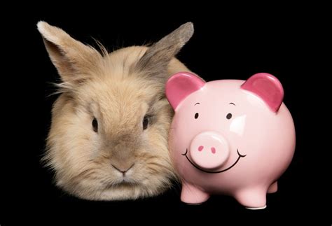How Much Does Rabbit Care Cost