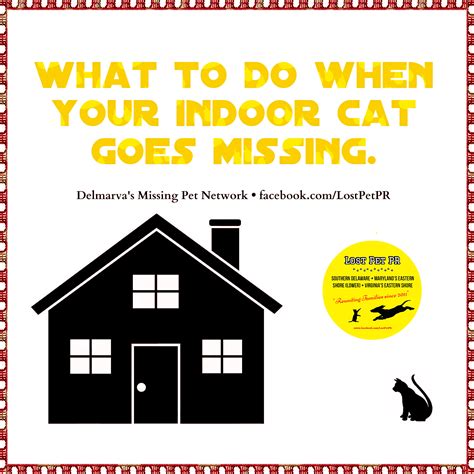 Lost Pet PR | Delmarva's Lost and Found Pet Network: Lost Cat? Tips and