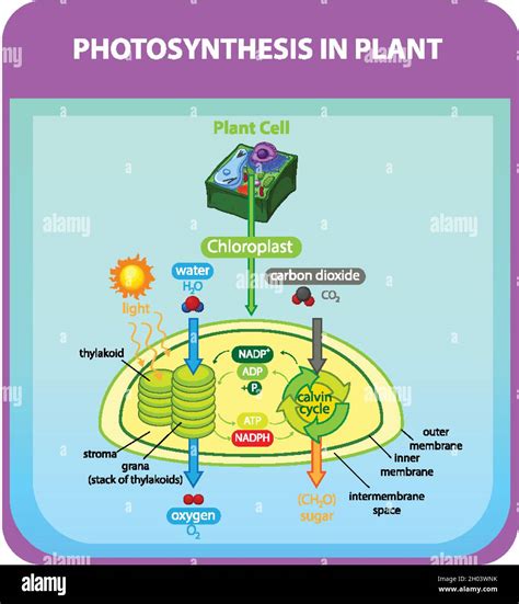 Diagram Showing Process Of Photosynthesis In Plant Illustration Stock