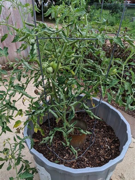 … although this alarming condition seems to happen in order to avoid curling leaves due to soil that is too soggy, always allow the top inch or two (approximately 2.5 to 5 cm.) of soil to dry out. Curling leaves on tomato plants