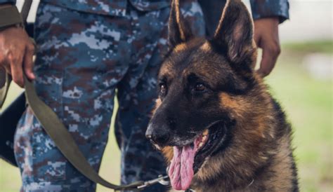 Instagram kullanıcıları bugün yoğun bir şekilde 'save a dog' paylaşımlarıyla karşılaştı. Top 10 Best Police Dog Breeds - Top Ten
