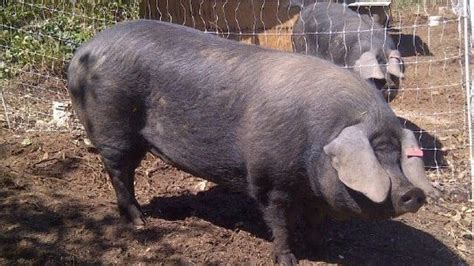Vancouver Island Farmer Raises Rare Breed Of Giant Pig To Create More