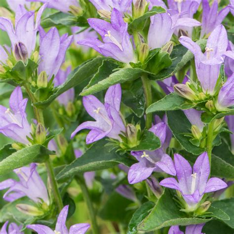 Alba, the purple eye and faintest flush of that colour in the white, elevates this into a classy looking perennial. Szkółka Bylin Dobrepole - Campanula latifolia "Alba ...