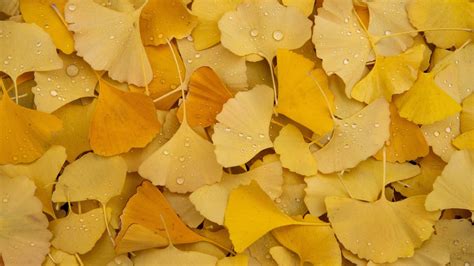 Ginkgo Leaves 4k Wallpaper Yellow Leaves Autumn Foliage